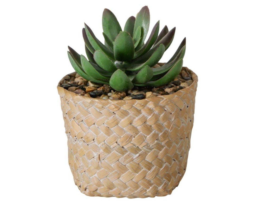 Sukkulente im Topf, ca. 17cm, verschiedene Ausführungen - grün/beige - 2