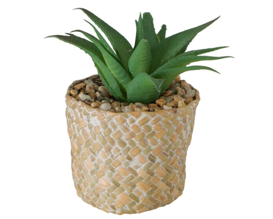 Sukkulente im Topf, ca. 17cm, verschiedene Ausführungen - grün/beige - 4