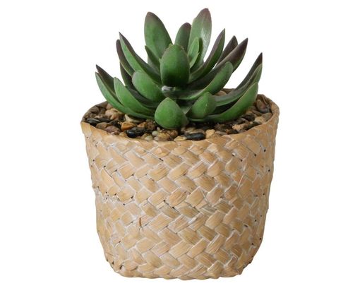 Sukkulente im Topf, ca. 17cm, verschiedene Ausführungen - grün/beige - 2