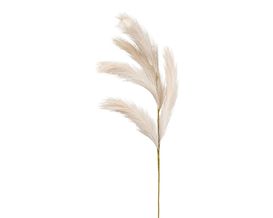 Reedgras, beige