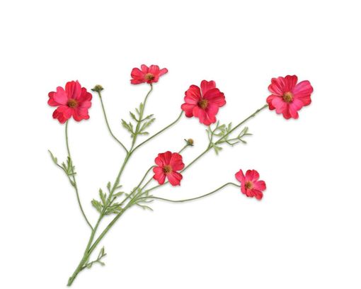 Trendhopper Kunstblume Cosmos, rosa - Rosa - 1