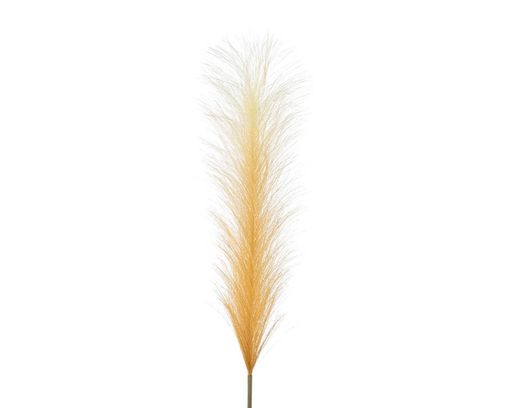 Pampasgras, ca. 102 cm hoch - natur - 1